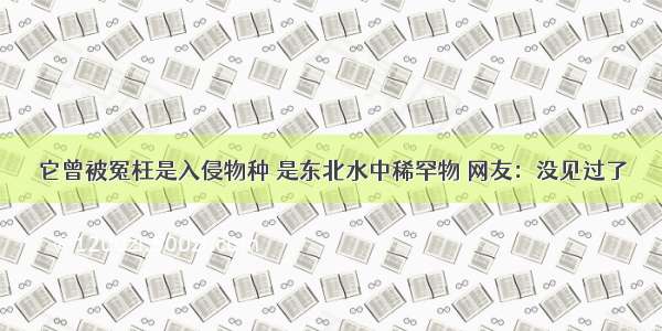 它曾被冤枉是入侵物种 是东北水中稀罕物 网友：没见过了