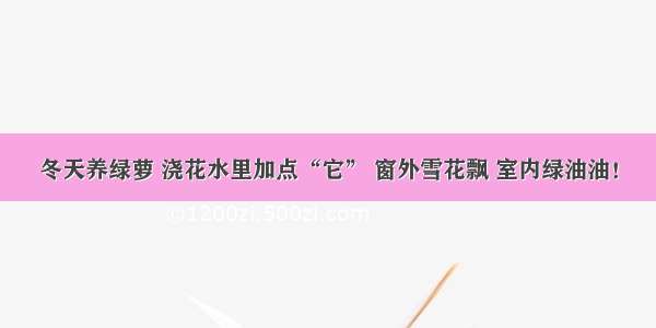 冬天养绿萝 浇花水里加点“它” 窗外雪花飘 室内绿油油！