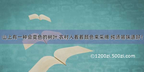 山上有一种会变色的树叶 农村人看着颜色来采摘 炖汤喝味道好！