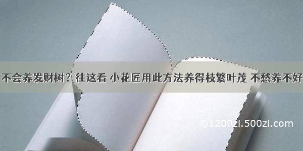 不会养发财树？往这看 小花匠用此方法养得枝繁叶茂 不愁养不好