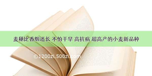 麦穗比香烟还长 不怕干旱 高抗病 超高产的小麦新品种