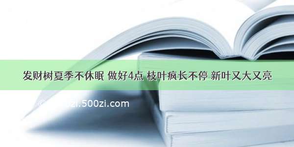 发财树夏季不休眠 做好4点 枝叶疯长不停 新叶又大又亮