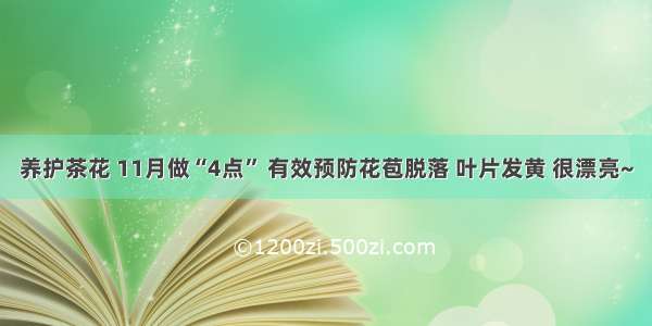 养护茶花 11月做“4点” 有效预防花苞脱落 叶片发黄 很漂亮~