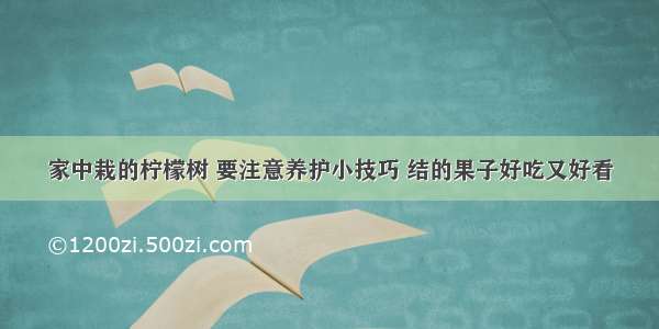 家中栽的柠檬树 要注意养护小技巧 结的果子好吃又好看