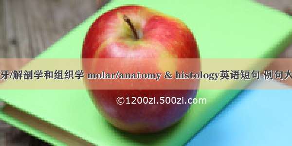 磨牙/解剖学和组织学 molar/anatomy & histology英语短句 例句大全