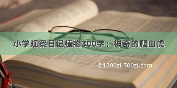 小学观察日记植物300字：神奇的爬山虎