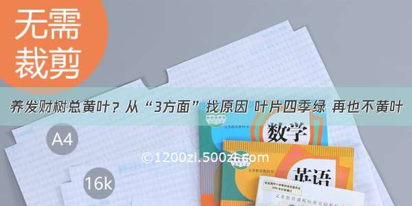 养发财树总黄叶？从“3方面”找原因 叶片四季绿 再也不黄叶