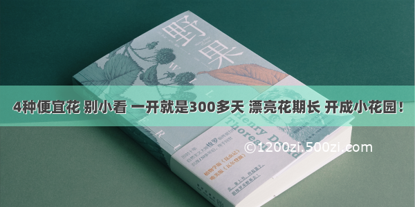 4种便宜花 别小看 一开就是300多天 漂亮花期长 开成小花园！