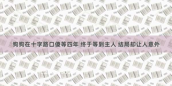 狗狗在十字路口傻等四年 终于等到主人 结局却让人意外