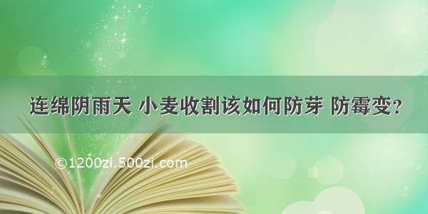 连绵阴雨天 小麦收割该如何防芽 防霉变？