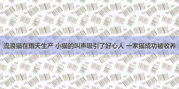 流浪猫在雨天生产 小猫的叫声吸引了好心人 一家猫成功被收养
