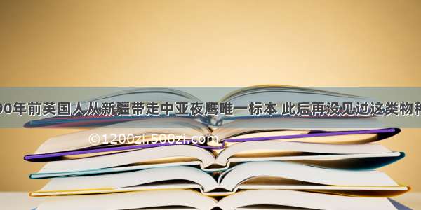 90年前英国人从新疆带走中亚夜鹰唯一标本 此后再没见过这类物种