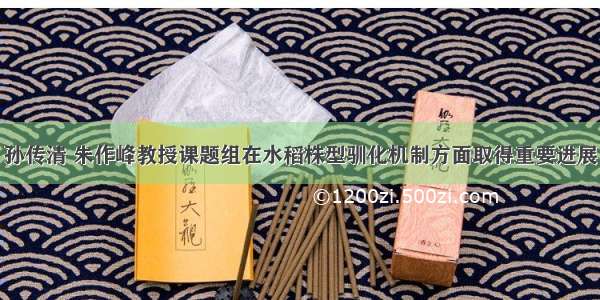 孙传清 朱作峰教授课题组在水稻株型驯化机制方面取得重要进展