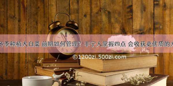 农民冬季种植大白菜 前期如何管理？丰宁人掌握四点 会收获更优质的大白菜