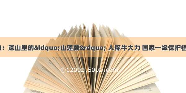 国家二级保护植物：深山里的“山莲藕” 人称牛大力 国家一级保护植物 1斤100元很稀