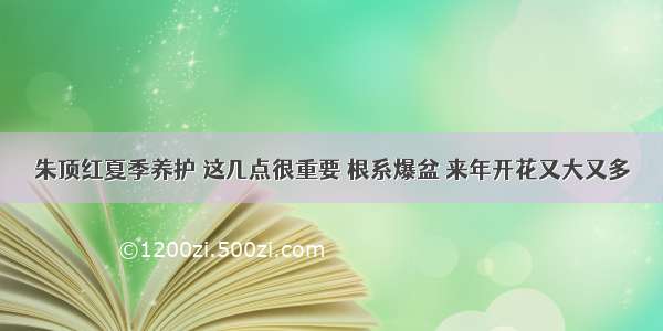 朱顶红夏季养护 这几点很重要 根系爆盆 来年开花又大又多​