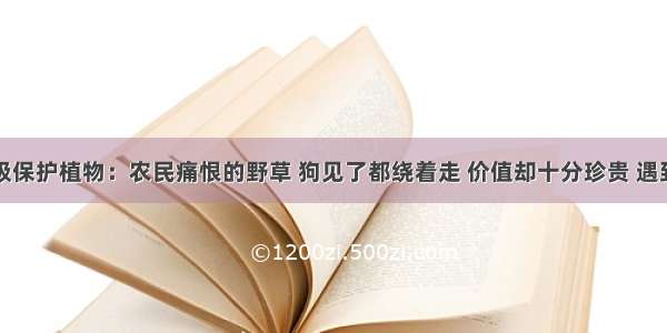 国家二级保护植物：农民痛恨的野草 狗见了都绕着走 价值却十分珍贵 遇到请珍惜