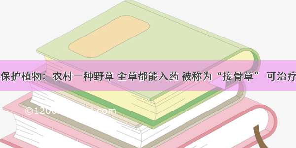 国家二级保护植物：农村一种野草 全草都能入药 被称为“接骨草” 可治疗神经麻痹