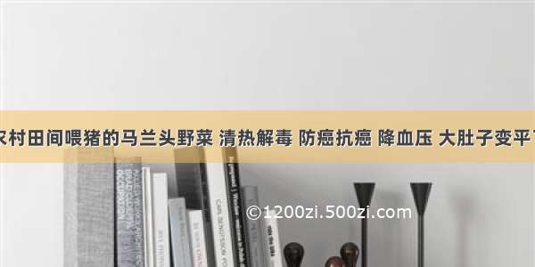 农村田间喂猪的马兰头野菜 清热解毒 防癌抗癌 降血压 大肚子变平了