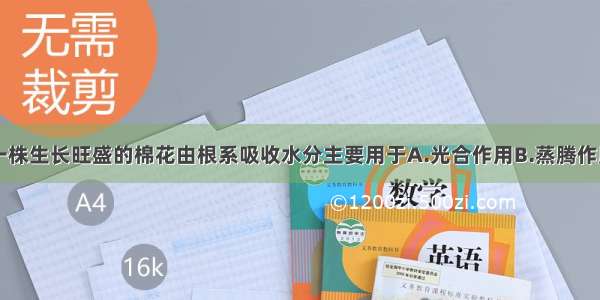 单选题一株生长旺盛的棉花由根系吸收水分主要用于A.光合作用B.蒸腾作用C.生长