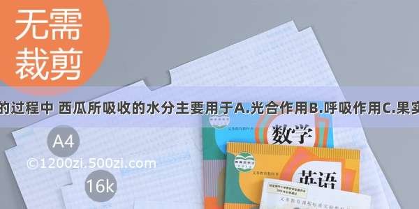 在西瓜结果的过程中 西瓜所吸收的水分主要用于A.光合作用B.呼吸作用C.果实的形成D.蒸