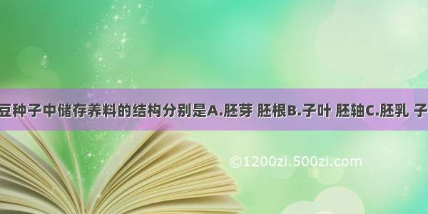 玉米种子和大豆种子中储存养料的结构分别是A.胚芽 胚根B.子叶 胚轴C.胚乳 子叶D.胚根 胚乳