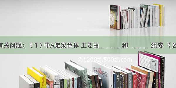 观察图并回答有关问题：（1）中A是染色体 主要由______和______组成．（2）图中A一般