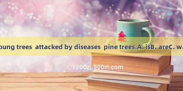 30 % of the young trees  attacked by diseases  pine trees.A. isB. areC. wasD. has been