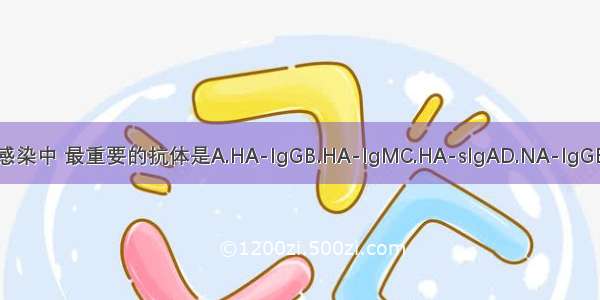 在预防流感病毒感染中 最重要的抗体是A.HA-IgGB.HA-IgMC.HA-sIgAD.NA-IgGE.NA-IgMABCDE