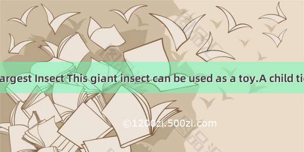 The Worlds Largest Insect This giant insect can be used as a toy.A child ties one end of