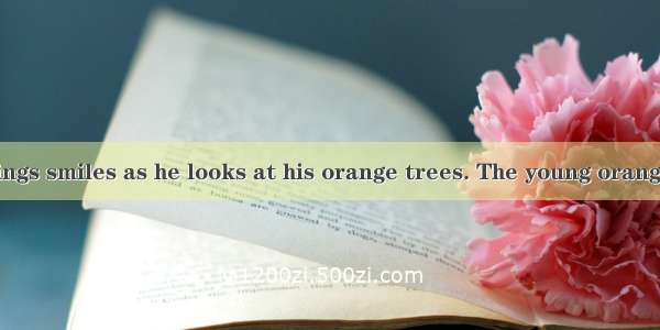 Farmer Ed Rawlings smiles as he looks at his orange trees. The young oranges are growing w