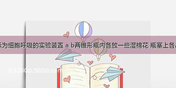 如下图所示为细胞呼吸的实验装置 a b两锥形瓶内各放一些湿棉花 瓶塞上各吊一熟石灰