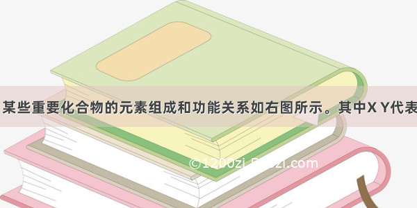 在细胞内 某些重要化合物的元素组成和功能关系如右图所示。其中X Y代表元素 A B 