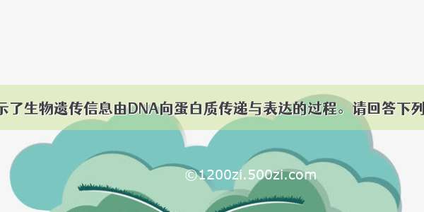 中心法则揭示了生物遗传信息由DNA向蛋白质传递与表达的过程。请回答下列问题。⑴ 需