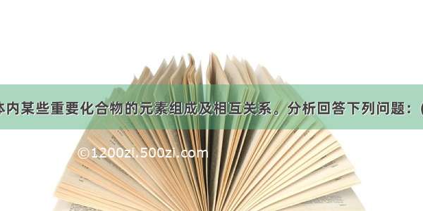 图示为生物体内某些重要化合物的元素组成及相互关系。分析回答下列问题：(1)图中X代表