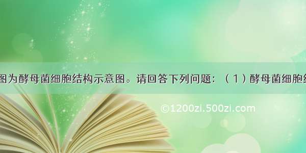 （10分）下图为酵母菌细胞结构示意图。请回答下列问题：（1）酵母菌细胞结构与菠菜叶