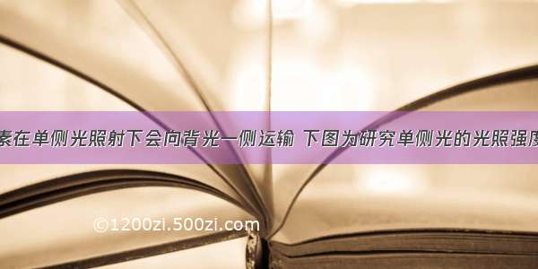 根部的生长素在单侧光照射下会向背光一侧运输 下图为研究单侧光的光照强度与根弯曲角