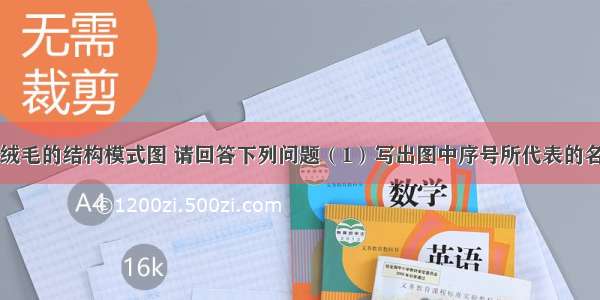 如图是小肠绒毛的结构模式图 请回答下列问题（1）写出图中序号所代表的名称．①；②