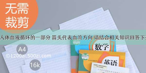 如图 表示人体血液循环的一部分 箭头代表血流方向 请结合相关知识回答下列问题：（