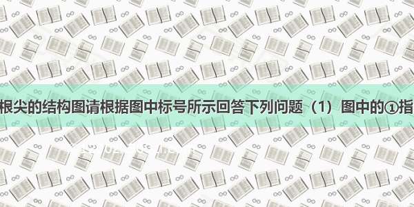 图是小麦的根尖的结构图请根据图中标号所示回答下列问题（1）图中的①指的是 对根尖