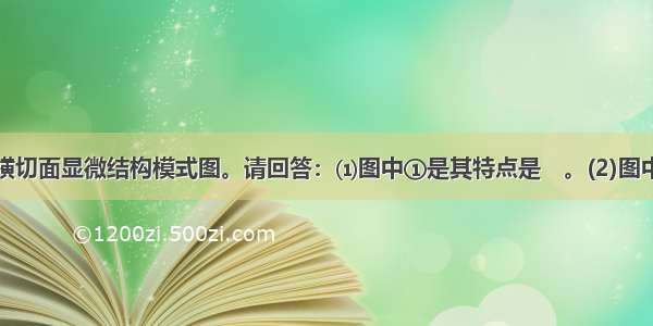 下图是叶的横切面显微结构模式图。请回答：⑴图中①是其特点是　。(2)图中②和③合称