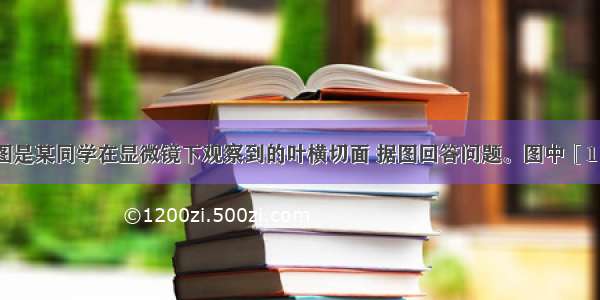 （9分）下图是某同学在显微镜下观察到的叶横切面 据图回答问题。图中［1］［2］合称